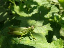 Grasshopper Royalty Free Stock Image