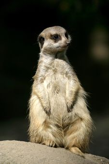 A Meerkat Or Suricate Royalty Free Stock Photo A Meerkat Or Suricate Royalty Free Stock Photo