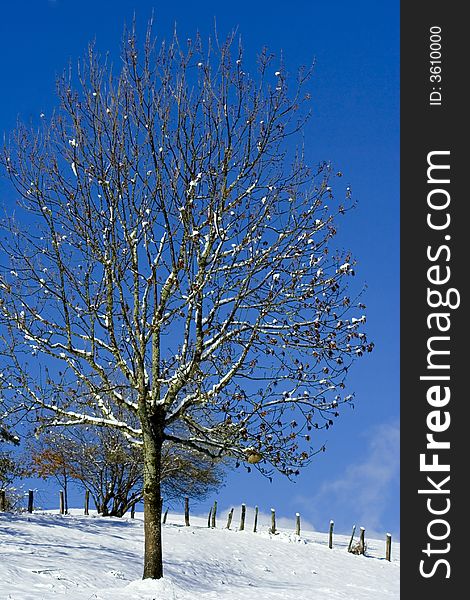 Lonely tree - winter landscape on sunny day