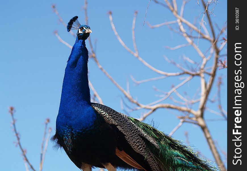 Peacock in the sky