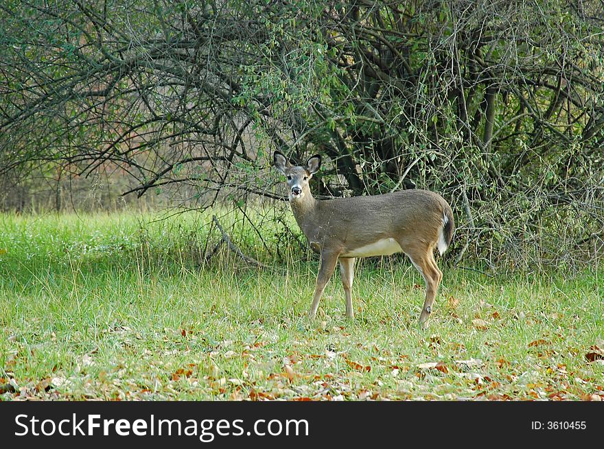 A picture of a female deer taken in a indiana park. A picture of a female deer taken in a indiana park