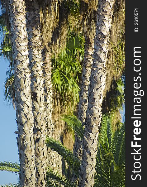 Palm trees on plantage forming the letter v. Palm trees on plantage forming the letter v.