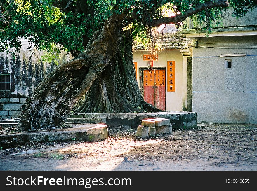 There are two old tress with chinese building. See more my images at :). There are two old tress with chinese building. See more my images at :)