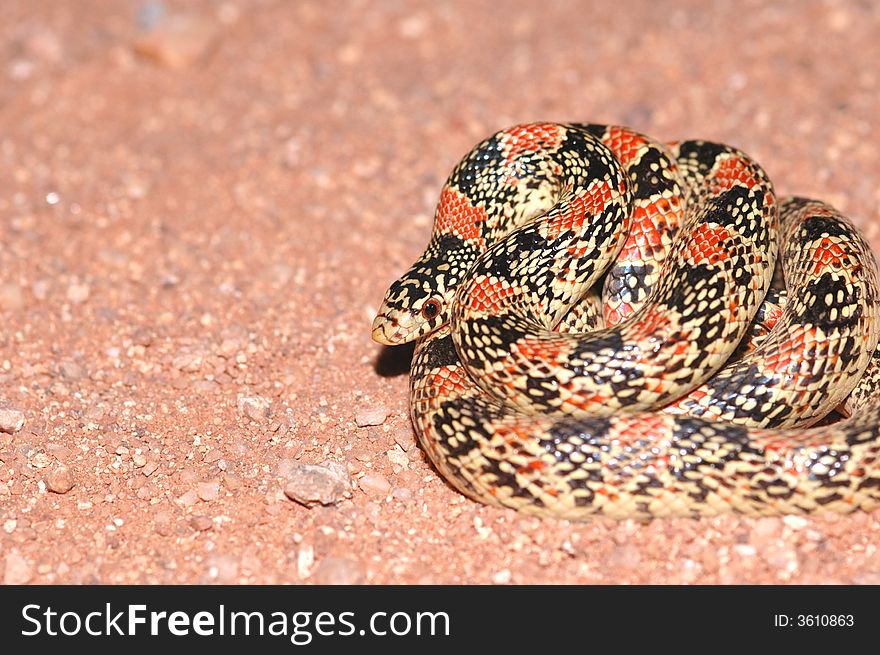 A typical longnose snake found in the Arizona desert. A typical longnose snake found in the Arizona desert.