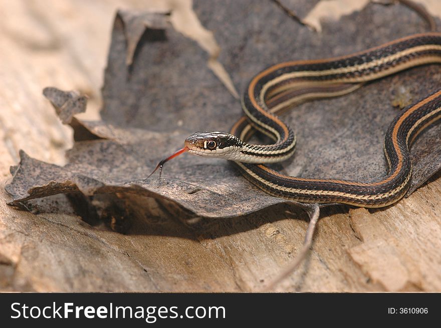 This western ribbon snake was photographed in north western Missouri. This western ribbon snake was photographed in north western Missouri.