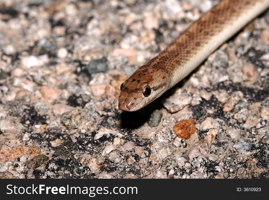 This California glossy snake was photographed in the Mojave desert.