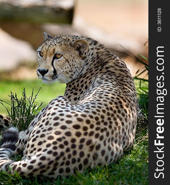 A beautiful cheetah relaxes in the late afternoon sun. Selective focus on eyes.See more of cheetah images at my portfolio.