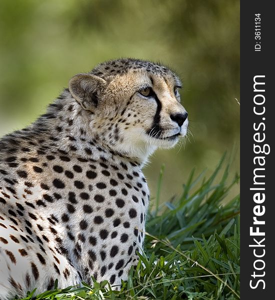 A beautiful cheetah relaxes in the late afternoon sun. 
Selective focus on eyes.See more of cheetah images
at my portfolio.