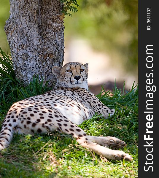 A beautiful cheetah relaxes in the late afternoon sun. Selective focus on eyes.See more of cheetah images at my portfolio.