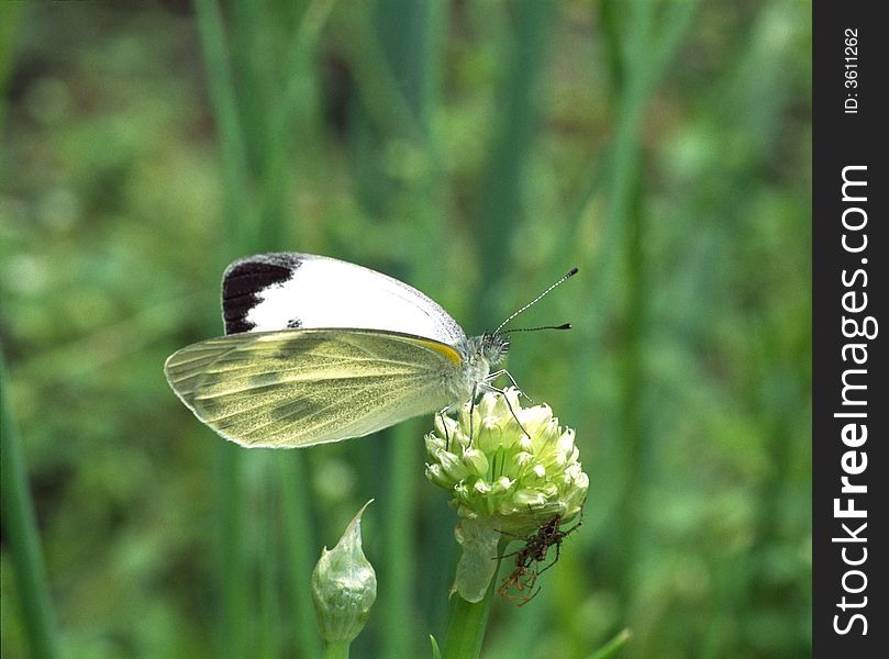 Butterfly And Araneid