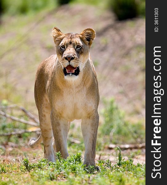 Close up of Lion portrait. Check my other images pf Lions.