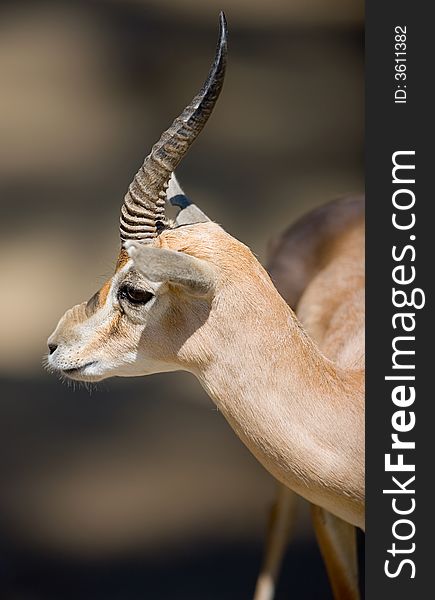 Very beautiful close-up pictur of gazelle from side.