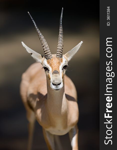 Close-up picture of gazelle.