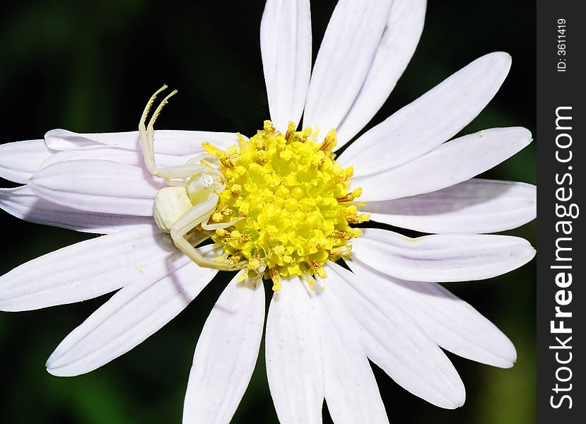 Spider chrysanthemum flower insect ecology  spider white flowers Plants Wild Natural