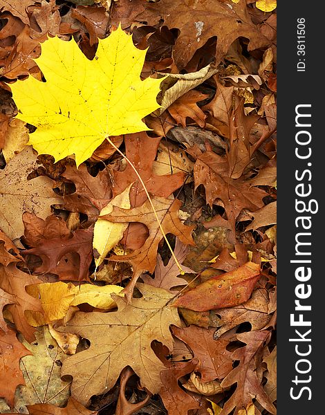 Single yellow maple leaf on a pile of brown wet oak leaves