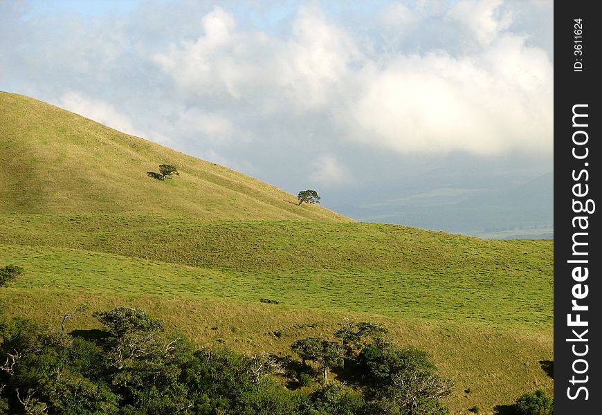 This shows two trees with plenty of room on an otherwise empty hill side.  Taken on the Big Island, Hawaii. This shows two trees with plenty of room on an otherwise empty hill side.  Taken on the Big Island, Hawaii.