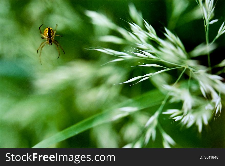 Take the spider
The captured in the wild flowers in the yellow spider
