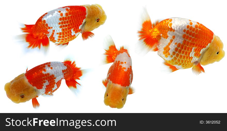 Four lion head gold fish. Four lion head gold fish