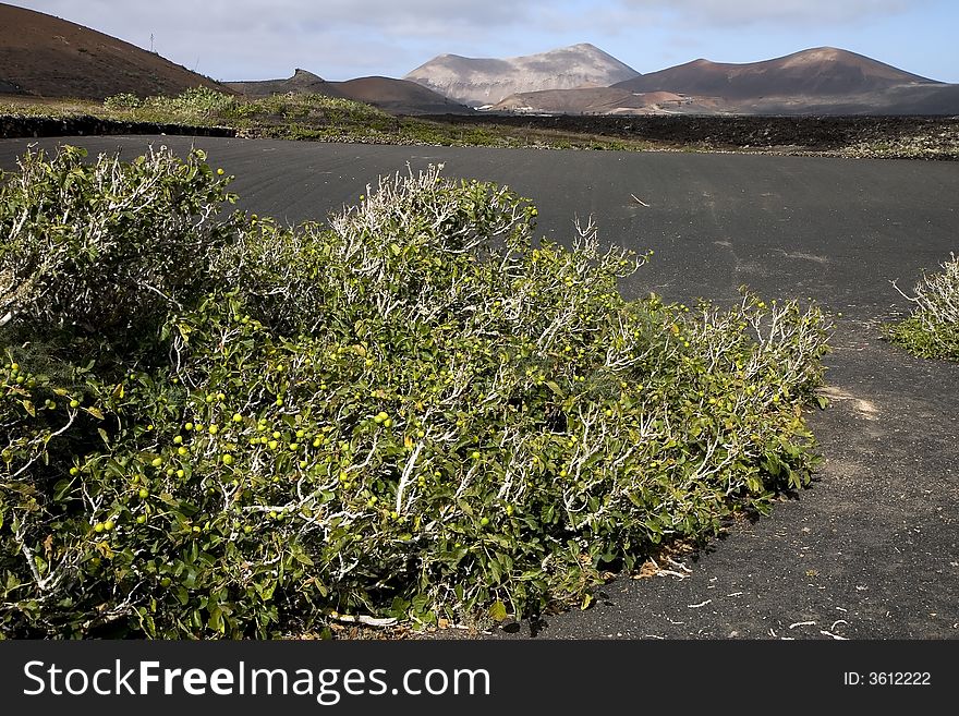 Volcanic Land In Lanzarote