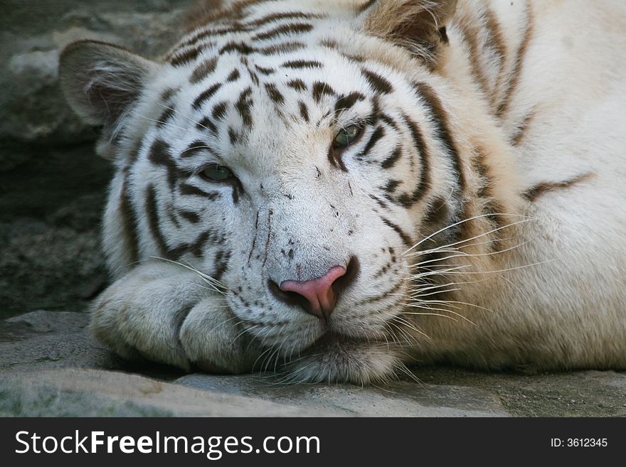 Portrait of White Tiger resting