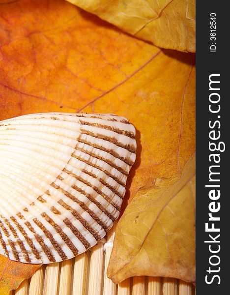 Shell over background of autumn leaves. Shell over background of autumn leaves