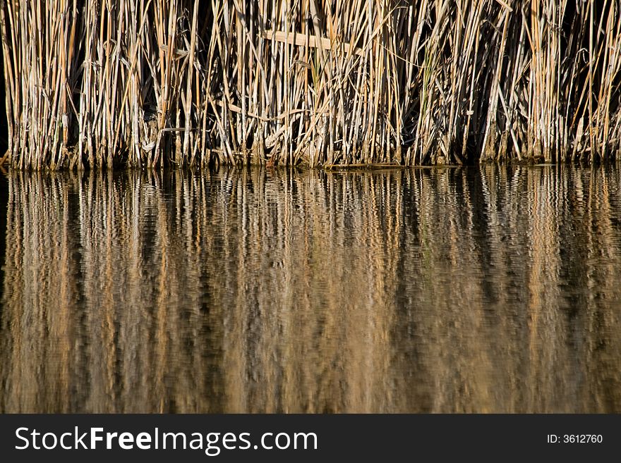 A nice pond with reflexed reed. A nice pond with reflexed reed