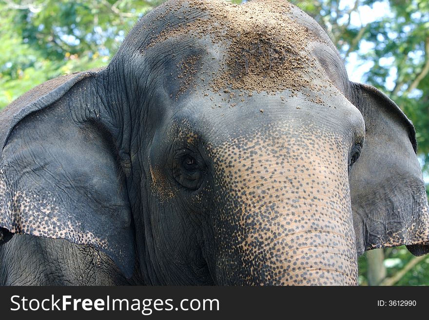 An up close view of an Asian Elephant