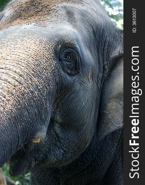 An up close view of an Asian Elephant