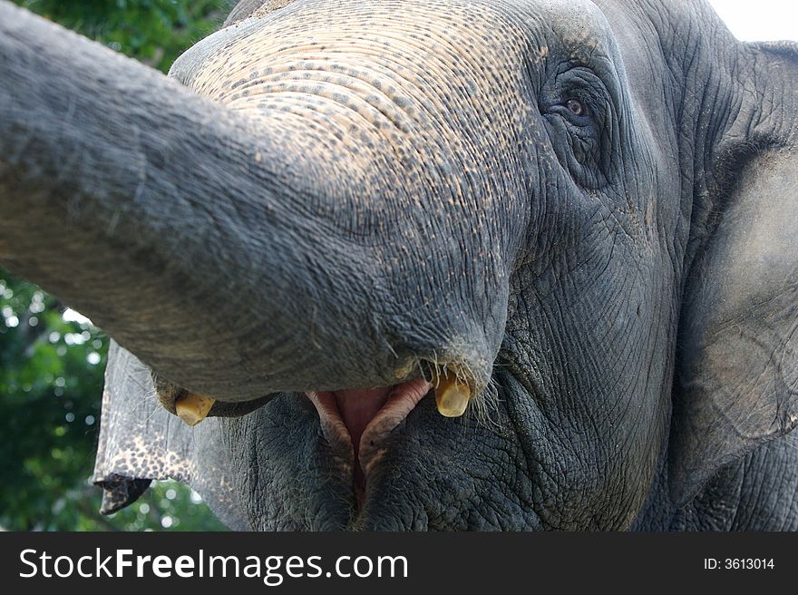 An up close view of an Asian Elephant