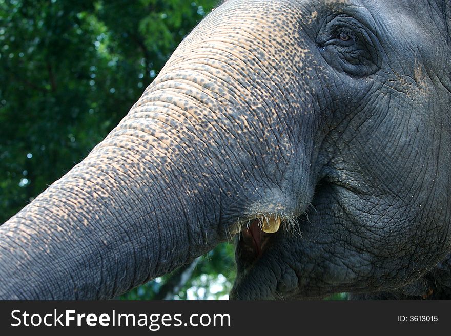 An up close view of an Asian Elephant