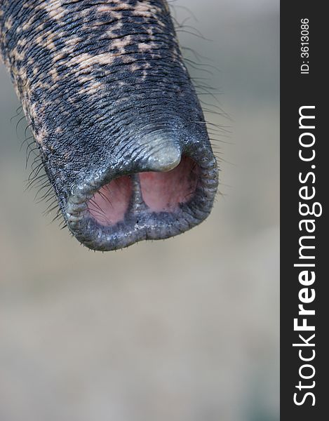 An up close view of an Asian Elephants trunk