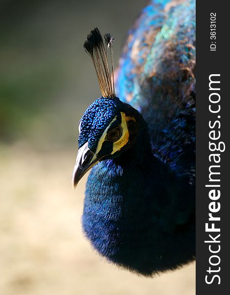 An Indian Blue Peacock closeup