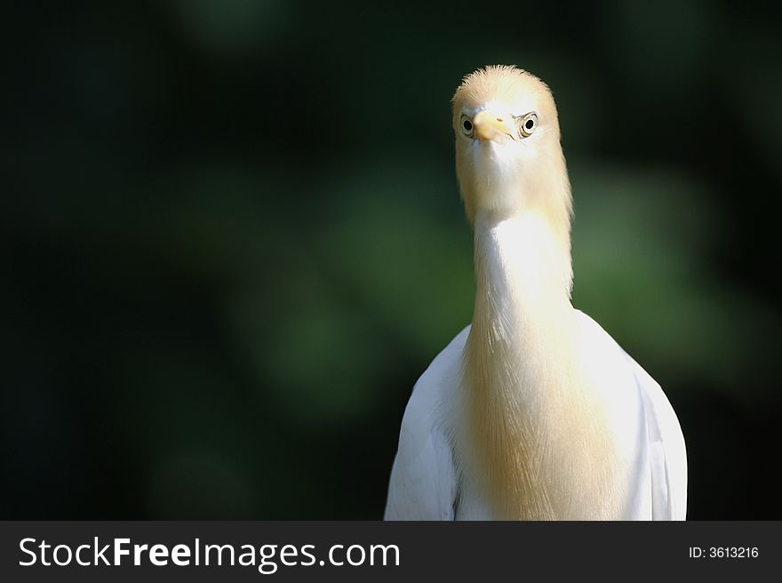 Cattle Egret