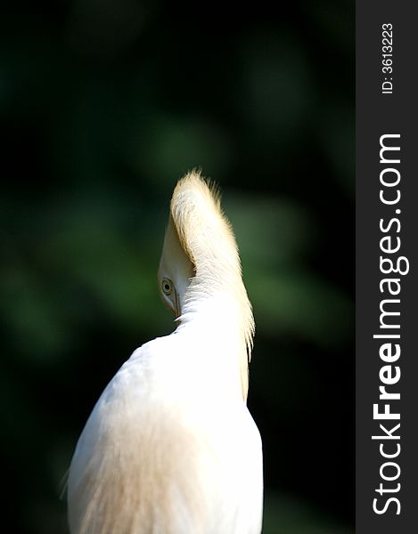 A close up portrait of a cattle egret