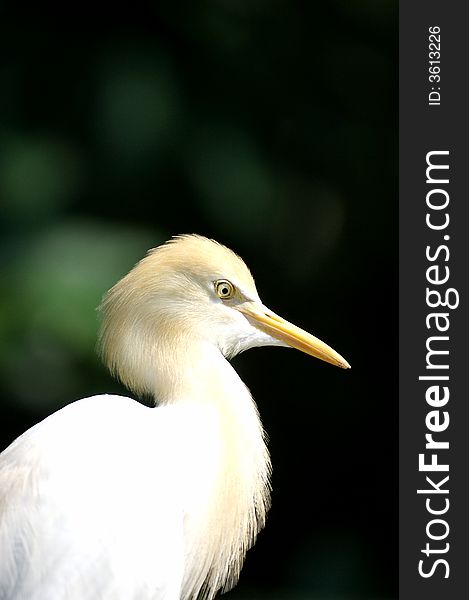 A close up portrait of a cattle egret