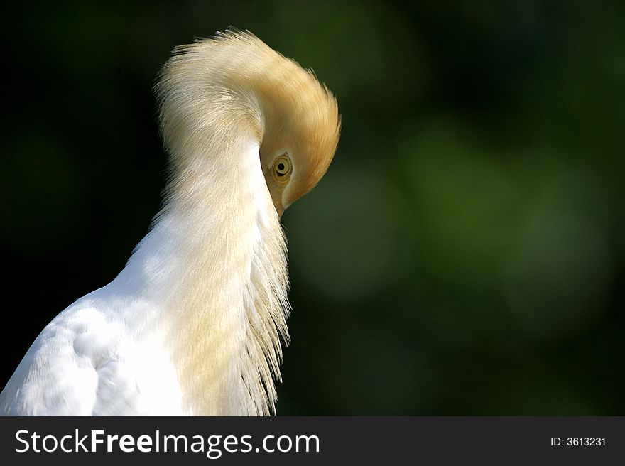 A close up portrait of a cattle egret