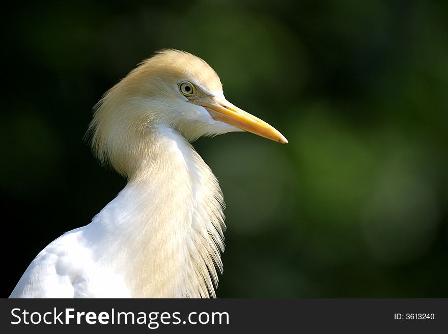 Cattle Egret