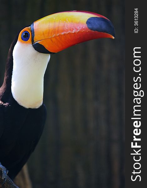 A close up portrait of a Toco Toucan