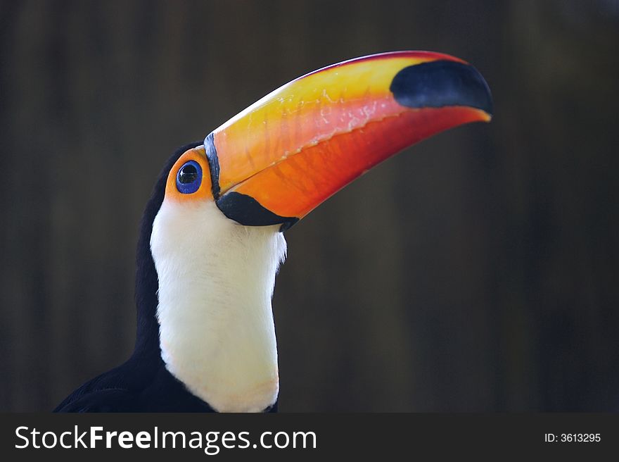 A close up portrait of a Toco Toucan