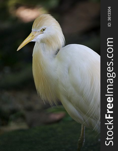 A close up portrait of a cattle egret