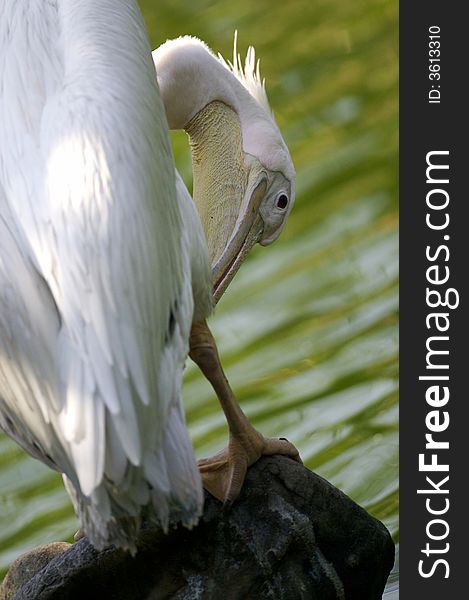 A pelican cleans it self