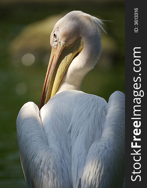 A portrait of a pelican