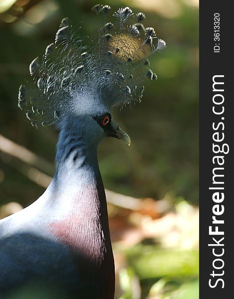 A portrait of a Victoria Crowned Pigeon