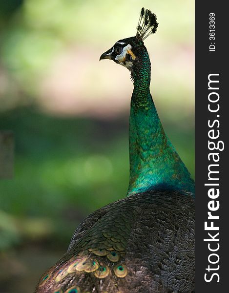 A portrait of a Indian Blue Peacock