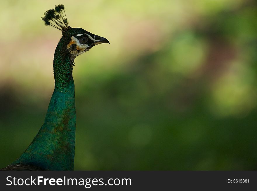 A portrait of a Indian Blue Peacock