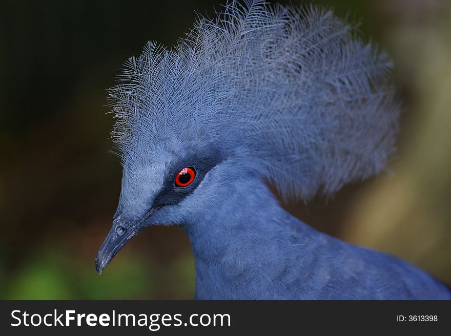 A portrait of a Victoria Crowned Pigeon