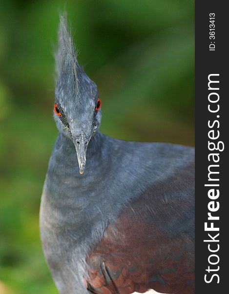 A portrait of a Victoria Crowned Pigeon