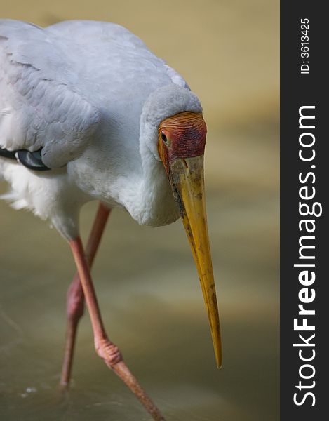 A Yellow Billed Stork in search of food