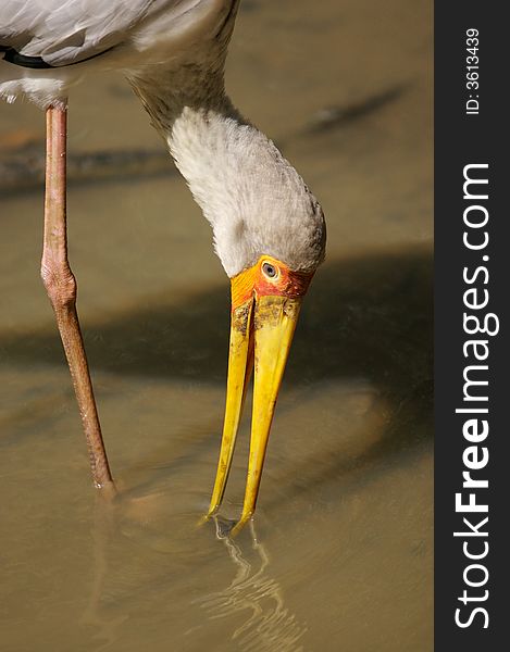 A Yellow Billed Stork in search of food