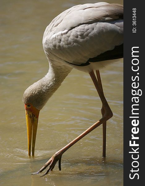 A Yellow Billed Stork in search of food